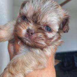 Lilly - Brindle female Shih Tzu puppy in Azusa, California from RJ Shih Tzu lover
