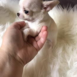 Chihuahua Puppies from Wild Prairie Chihuahuas