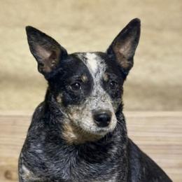 Sierra - Australian Cattle Dog