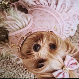 Yorkshire Terrier All Grown Up from Heaven Sent Yorkies