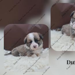 Diego - Sable male Pembroke Welsh Corgi puppy in Charleroi, Pennsylvania from Twilight Hollow Corgis