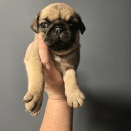 Girl 3 - Fawn female Pug puppy in Auburn, Kentucky from Prentice Family Pugs