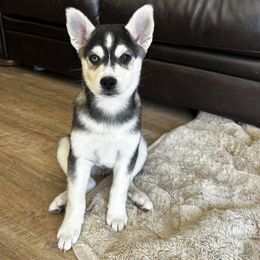 Atlas - Black and white male Alaskan Klee Kai puppy in North Las Vegas, Nevada from Kyrie's Alaskan Klee Kai