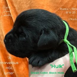 Hulk - Green Collar, Black Male - 3,500 - Black male Labrador Retriever puppy in Eaton Rapids, Michigan from Higher Ground Labradors