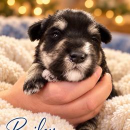 Bailey - Black and silver female Miniature Schnauzer puppy in Hull, Georgia from Ardent Miniature Schnauzers of Athens