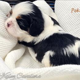 Poker - Tri-color male Cavalier King Charles Spaniel puppy in Tyler, Texas from Kalon Cavaliers