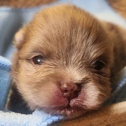 Pomeranian puppies from HERRPOMS