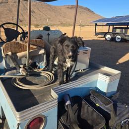 Tag - Black & white female Australian Shepherd puppy in Kingman, Arizona from Long Mt Aussies