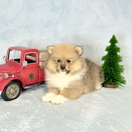 Blue sable tri boy ACA - Orange sable male Pomeranian puppy in Princeton, New Jersey from PureLove Poms.