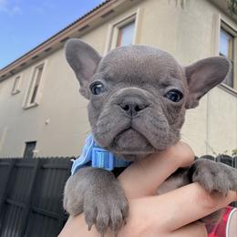 Selene - Blue fawn female French Bulldog puppy in Homestead, Florida from Haus of Molls