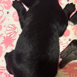 Boy 4 - Black male Goldendoodle puppy in Gig Harbor, Washington from Sandy’s Goldendoodles