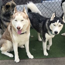 Siberian Husky All Grown Up from Yakone Sesi