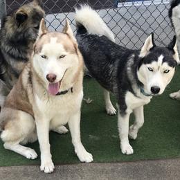 Siberian Husky All Grown Up from Yakone Sesi