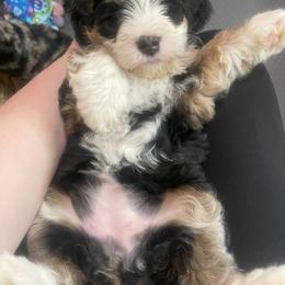 Bernedoodle Puppies from Myt fine doodles