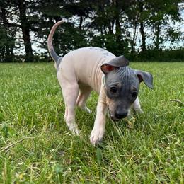 Marvel - Black tan and white female American Hairless Terrier puppy in Buckingham, Illinois from Gaus Hof