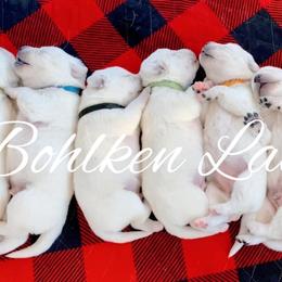 Labrador Retriever Puppies from Bohlken Labradors