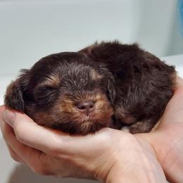 Hagrid - Liver male Miniature Schnauzer puppy in Sandy, Utah from Phantom League Schnauzers
