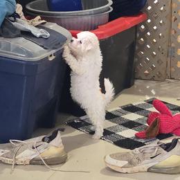 Female Bichon - White female Bichon Frise puppy in Four Oaks, North Carolina from .Havenkennels.Net