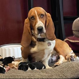 ELLIE - Basset Hound