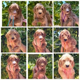 Labradoodle Puppies from Bipsi's Doodles
