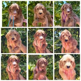 Labradoodle Puppies from Bipsi's Doodles