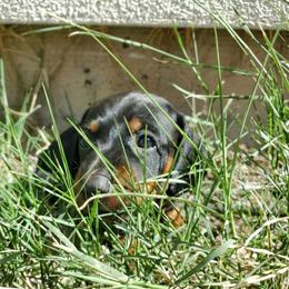 Girl 2 - Black and tan female Dachshund puppy in Tucson, Arizona from Luna May's daschunds