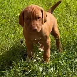 Alaskan Boy - Golden rust Vizsla puppy in Palmer, Alaska from Parker Ranch