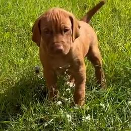 Alaskan Boy - Golden rust Vizsla puppy in Palmer, Alaska from Parker Ranch