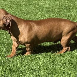 Dachshund puppies from Dachshund House