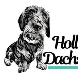Dachshunds from HollieSue Dachshunds