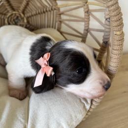 Ariel - Piebald female Dachshund puppy in Kissimmee, Florida from Mini Doxie Cuties
