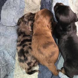 Dachshund Puppies from Stately Dachshunds and Danes