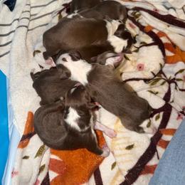 Boy 2 - Red tri-color male Australian Shepherd puppy in Plummer, Idaho from Rebel Aussies/Wild Critter Ranch