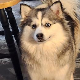 Sterling - Pomsky