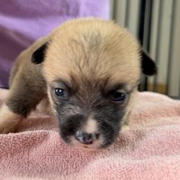 Girl 3 - Red female Pembroke Welsh Corgi puppy in Moulton, Alabama from Reed's Pembroke Corgi Welsh