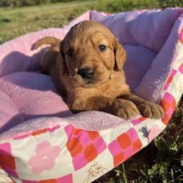 Cream - Dark golden female Golden Retriever puppy in Harrisburg, North Carolina from Bunn Ranch Goldens & Bernese