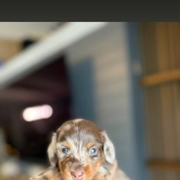 Pebble - Dapple male Dachshund puppy in Tampa, Florida from Crosbys Doxies