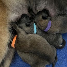 Belgian Tervuren Puppies from Moonlight Tervuren
