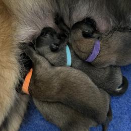 Belgian Tervuren Puppies from Moonlight Tervuren