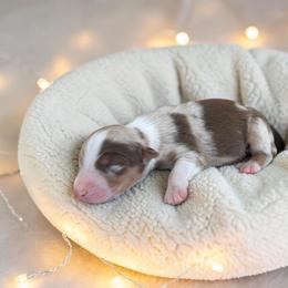 Talon - Red merle male Australian Shepherd puppy in Statesville, North Carolina from Charming Australian Shepherds