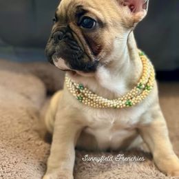 French Bulldog Puppies from Sunnyfield Frenchies