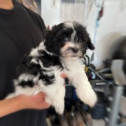 Havanese Puppies from Havanese Puppies of the Northshore