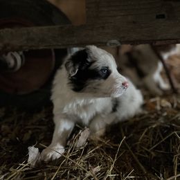 Border Collie Puppies from Stone Garden Border Collies