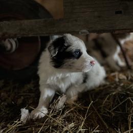 Border Collie Puppies from Stone Garden Border Collies