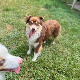 Gouda - Red tri-color female Miniature American Shepherd puppy in Groesbeck, Texas from Empire Miniature American Shepherds