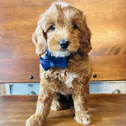 Wilson - Green Collar - Red  male Goldendoodle puppy in Denison, Iowa from Violet View Iowa Goldendoodles