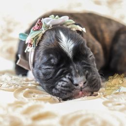 Boxer Puppies from Crescent City European Boxers