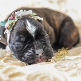 Boxer Puppies from Crescent City European Boxers