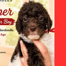 1400.00 Jasper: Red Collar - Parti male Goldendoodle puppy in Raceland, Louisiana from Cajun Doodles