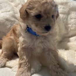 Atlas - Apricot male Poodle puppy in Sebring, Florida from Amarilys ShihTzus & Poodles